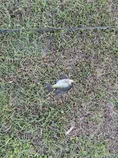 IMG_1726.jpeg