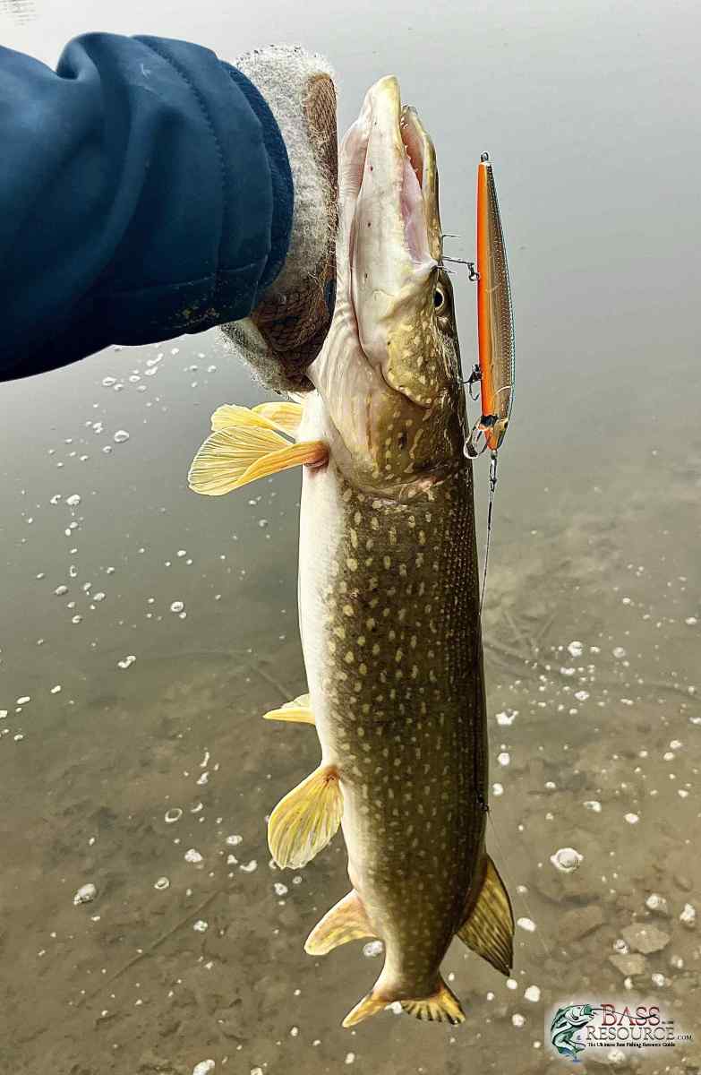 Non bass
