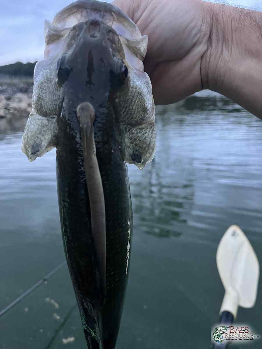 large.IMG_6772.jpeg