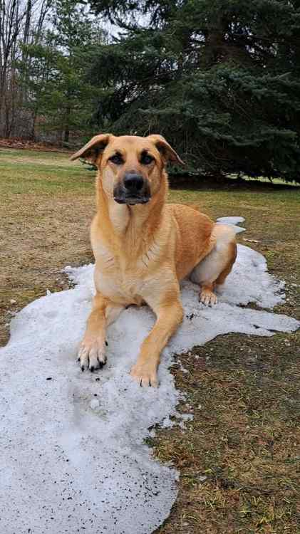 16 Apr 2026 Gurading the last of the snow.jpg