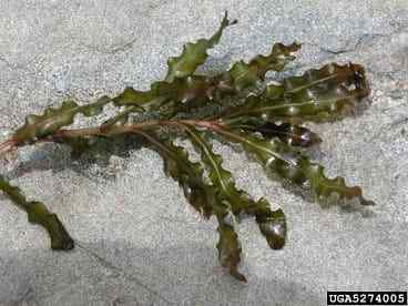 Curlypondweedplant.jpg