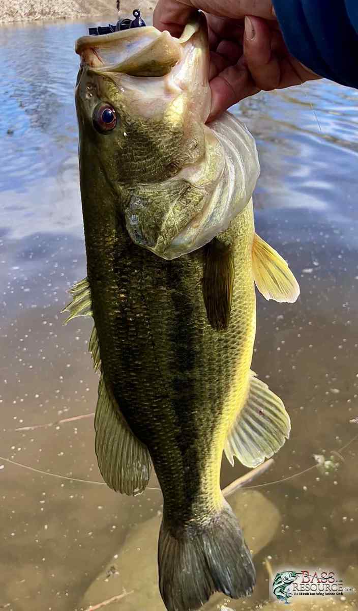 Bass3