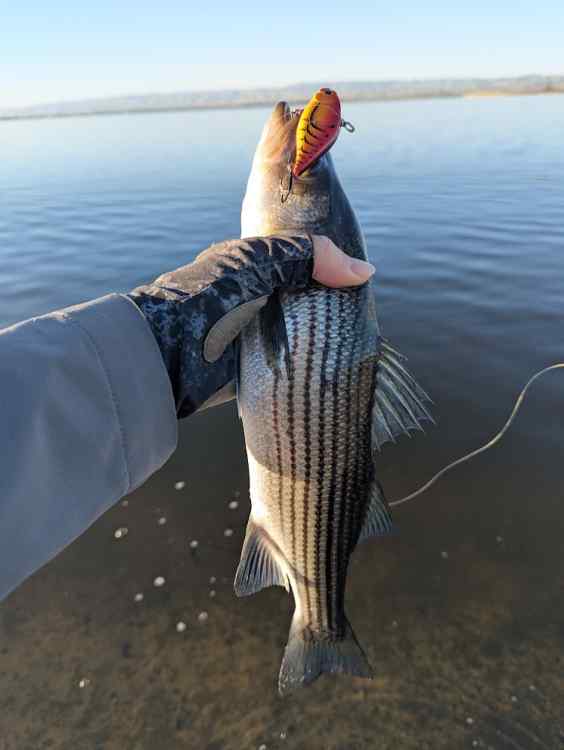 trapstripe.jpg
