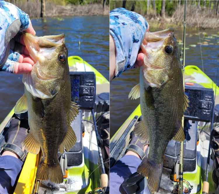 20260510_bayoubass.jpg