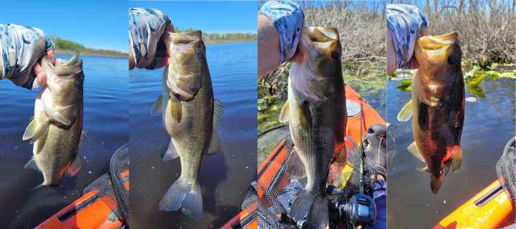 20260514_4Morebayoubass.jpg