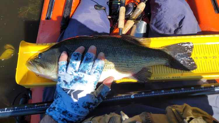 20260514_Bayou3.5er.jpg