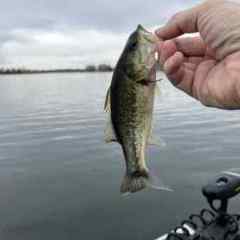 AboveAverageAngler