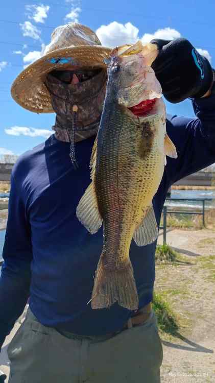 bass.jpg