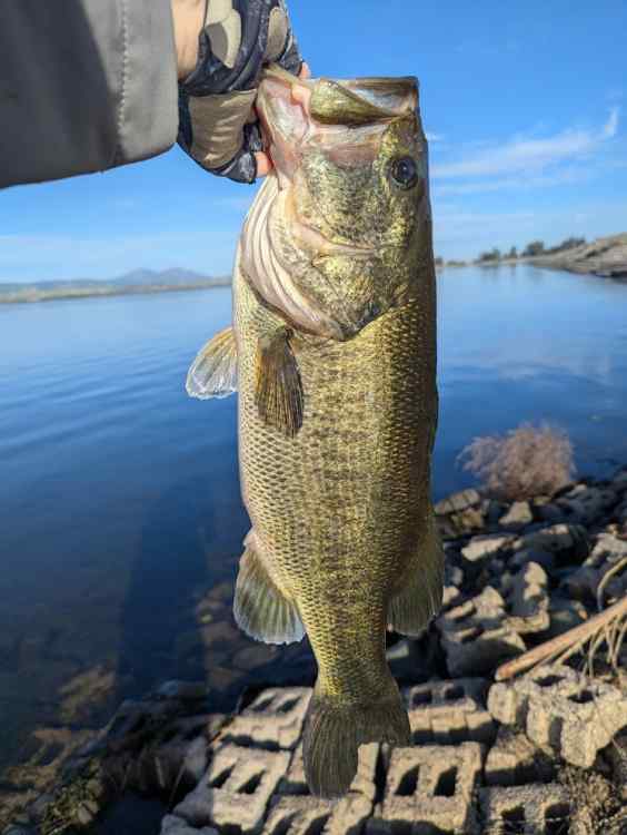 spinfish.jpg