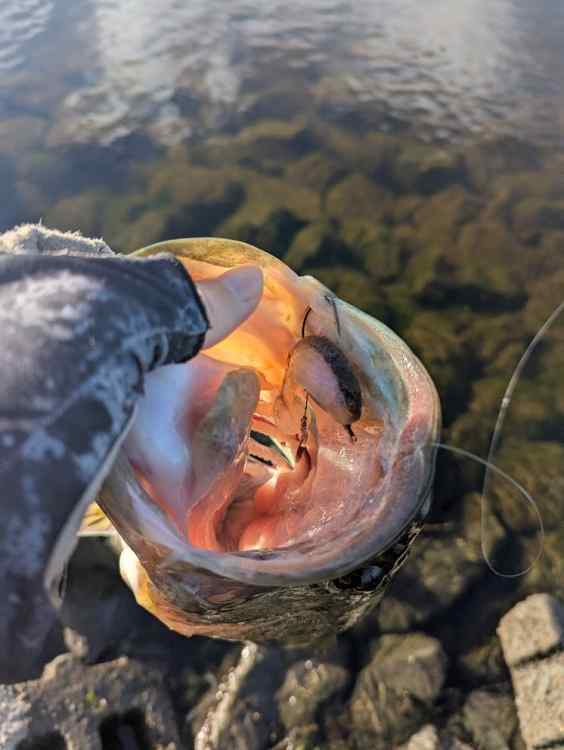 spinmouth.jpg