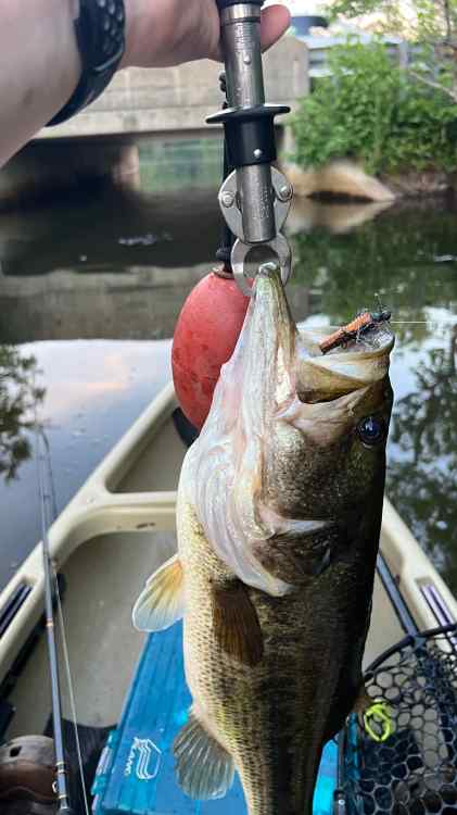 4 1/2lbs