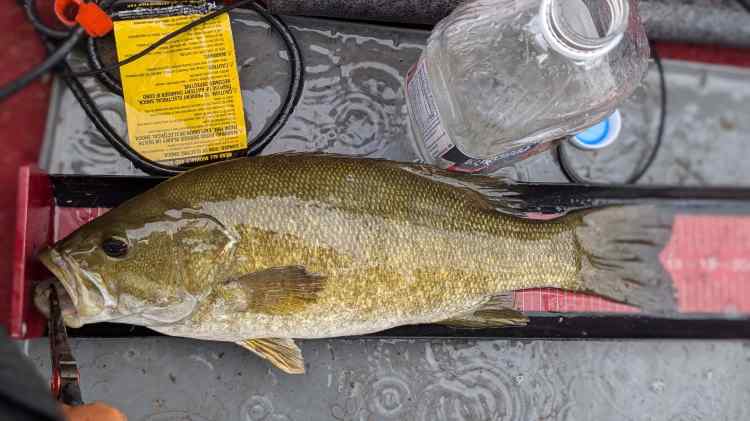 June26smallie1.jpg