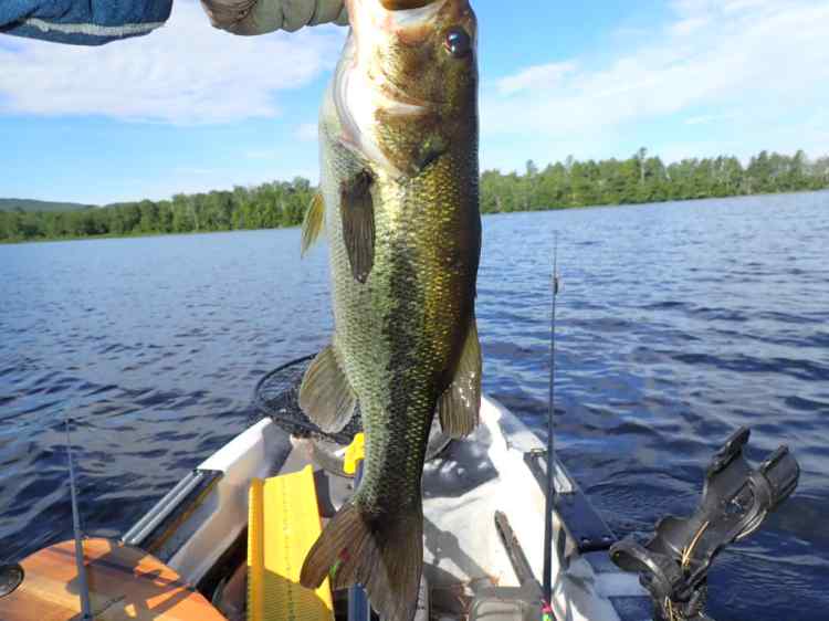 mrbass.JPG