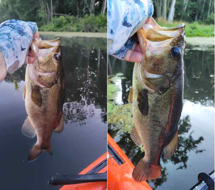 20260708_TwoTopwater2s.jpg