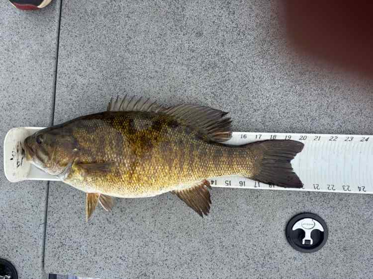 5-15-25 smallmouth 4 length.jpg