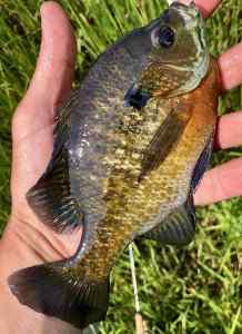 IMG_5153.jpeg