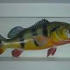 Kahuna bass