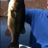 Nhbass603