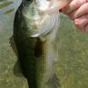bassflyfisherman