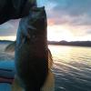 fish365