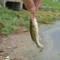 PanhandleFishin