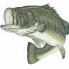 fishblitzer
