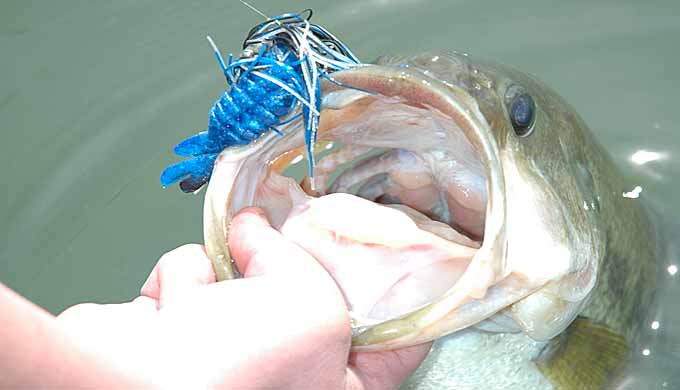 A Case For Jigs  The Ultimate Bass Fishing Resource Guide® LLC