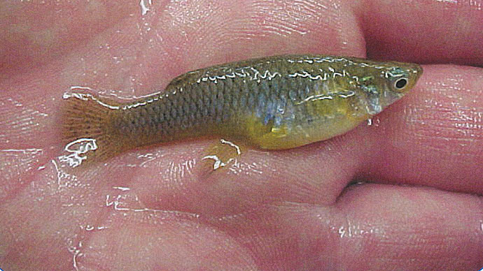 A Minnow is a Minnow, or is it?  The Ultimate Bass Fishing Resource Guide®  LLC
