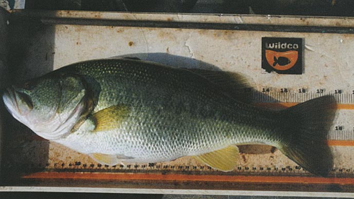 All-Female Bass: A Tale of Trophy-Size