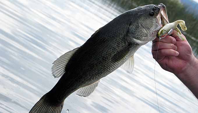 baitcasting reels vs spinning reels Differences of Bait Caster and Spinning Reel