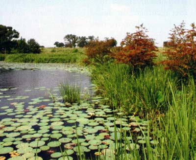 Two invasive plants here, American Lotus and Giant Cutgrass. None of this mass was here three years earlier.