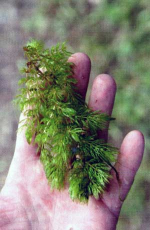 Job One—Proper plant identification is crucial to figuring out how to deal with it.