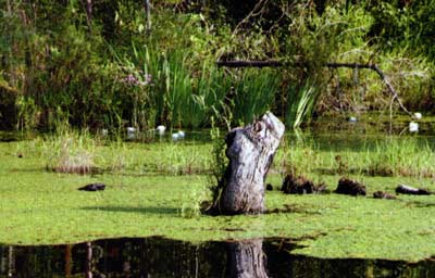 This looks invasive until you see underneath this Frogbit. Take it out, and that shallow area will likely explode with plants you like even less.