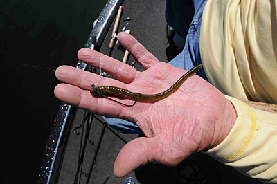 Throwing a finesse worm attached to a jighead is the easiest technique for Guido Hibdon’s guide clients to learn how to catch bass.