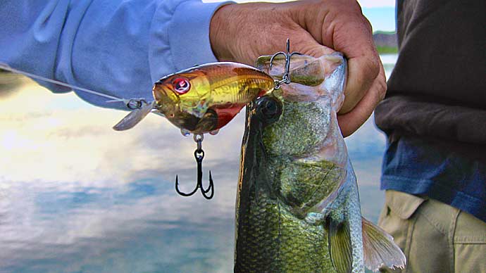 Cranks All Year  The Ultimate Bass Fishing Resource Guide® LLC