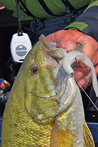 Flukes are big bass medicine that do a great job of imitating baitfish.