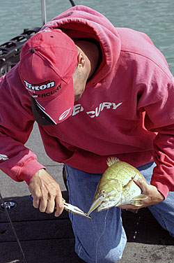 4)	Gerry Gostenik works to remove a jerkbait from the maw of a hungry smallmouth.