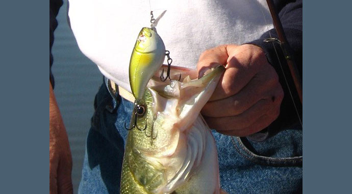 Legend of the White Worm: How to Use This Plastic Lure on Bass