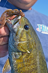 Smallmouth everywhere have a hard time resisting a lifelike crawdad imitation fished on the bottom.