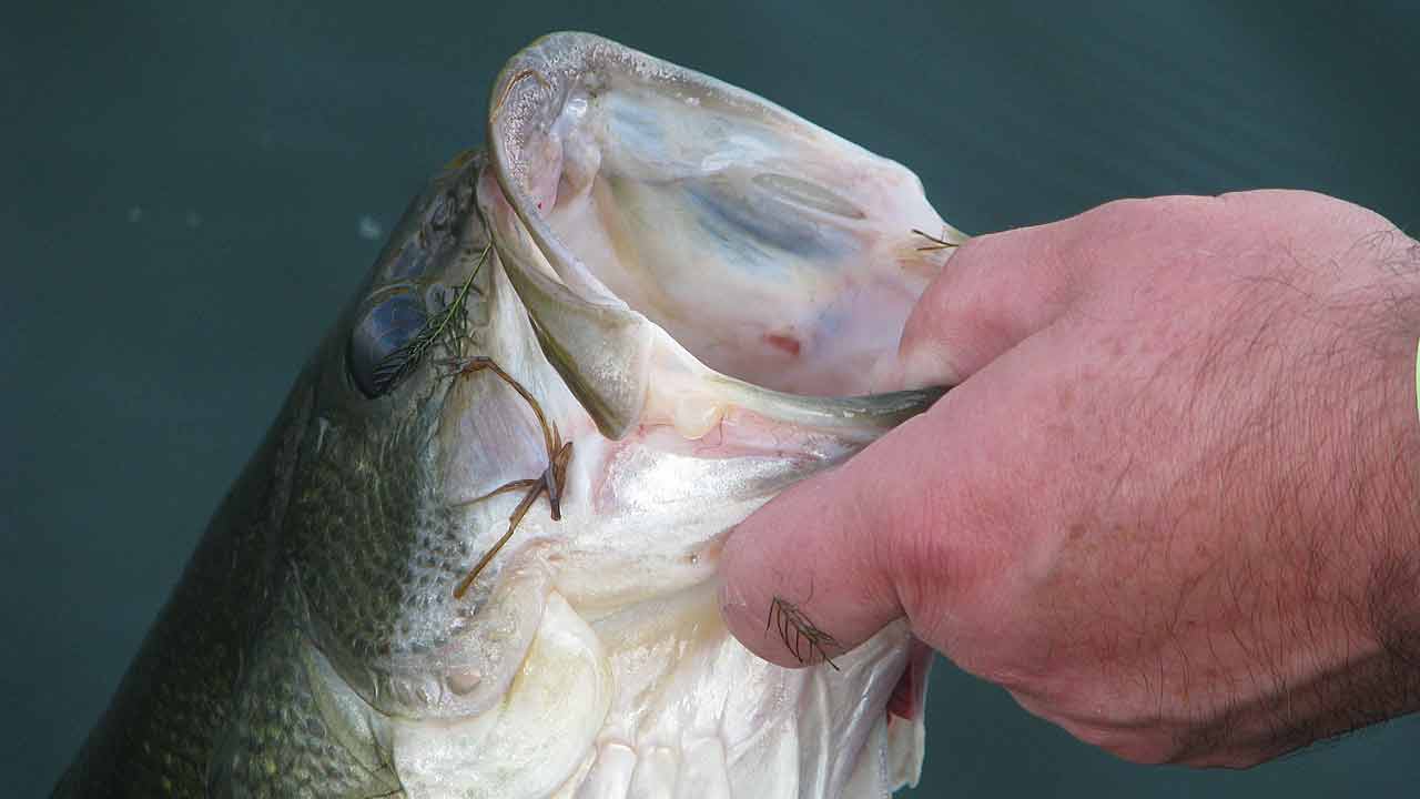 Bass Facts and Myths (Scientific Truths You Need To Know), Video