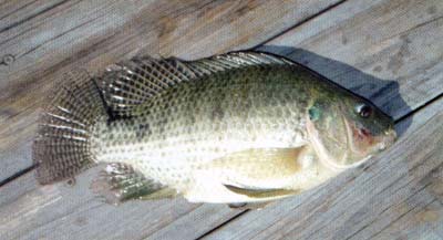 Tilapia metabolism is totally different from that of bass. Tilapia don't store fat in their muscles. They metabolize visceral fat.