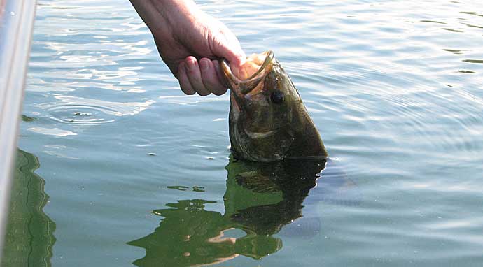 Finding Smallmouth Bass On New Lakes  The Ultimate Bass Fishing Resource  Guide® LLC