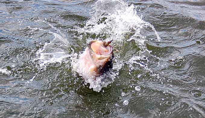 How To Develop A Pattern  The Ultimate Bass Fishing Resource