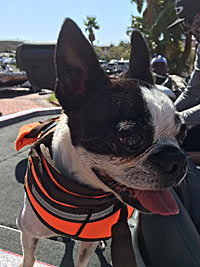 Pup with life vest fished the US Open at Lake Mead