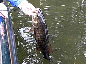 catching spawning bass