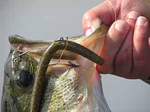 Soft Plastic Stickbaits  The Ultimate Bass Fishing Resource Guide® LLC