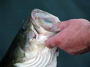 Florida Fishing Venture  The Ultimate Bass Fishing Resource Guide® LLC