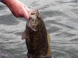 JVD: Choose Smallmouth Rod Actions Carefully  The Ultimate Bass Fishing  Resource Guide® LLC