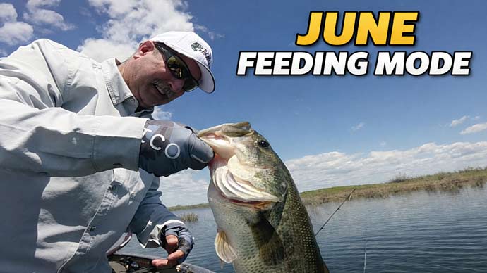 June Bass Are Feeding  Use These Lures
