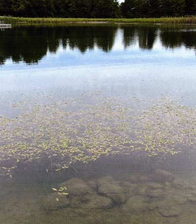 Rocks and boulders make excellent permanent structure alongside nature's offering like this pondweed.